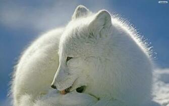 Arctic Fox Wallpaper