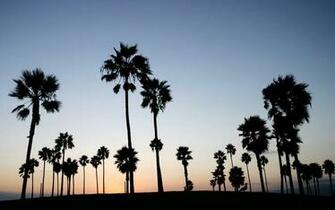 Palms Wallpaper 2f488wq Mb 4usky