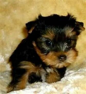 Yorkies Wallpaper