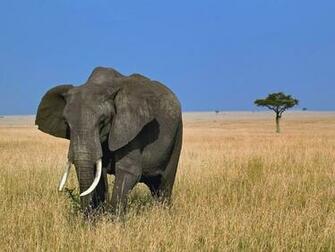 Elephant Wallpaper Pictures Photos Pics Image Desktop