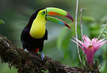 Toucan HD Wallpaper