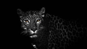 Black Leopard Wallpaper
