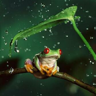 Tree Frog Wallpaper Image
