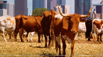 Dallas Texas Wallpaper