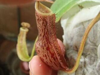Nepenthes Boschiana Photos