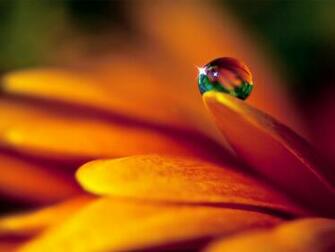 Flowers Droplets Wallpaper HD Pictures One