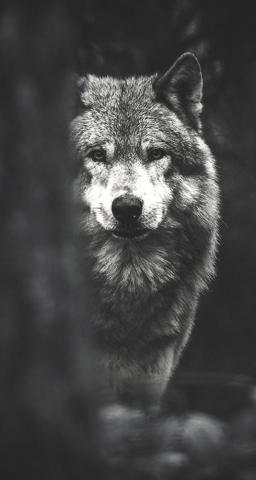 Wolf Wallpaper Phone HD Background