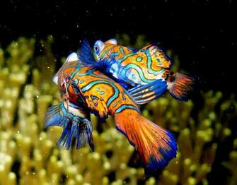 Mandarin Fish Mating Wallpaper For Pc