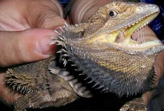 Dragon Lizards HD Wallpaper Lizard Image