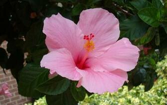 Tropical Flowers