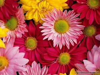 Beautiful Daisy Flower Desktop Wallpaper