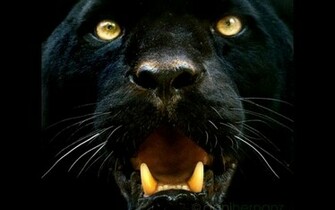 Black Panther HD Wallpaper