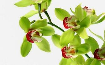 Green Orchid Flowers Wallpaper Beautiful Desktop