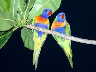 Birds Of Paradise Wallpaper