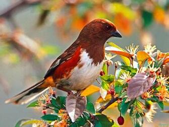 Cute Birds Wallpaper Mobile