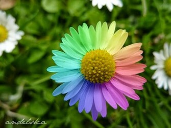 4u HD Wallpaper Beautiful Rainbow Flowers