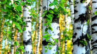 Birch Forest Wallpaper