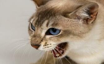 Angry Cat Photos