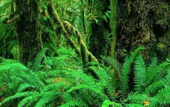 Cute HD Wallpaper Moss Woods Plants Forest Organic