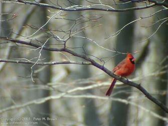 Red Cardinal Wallpaper