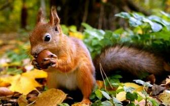 Squirrel Computer Wallpaper Desktop Background Id
