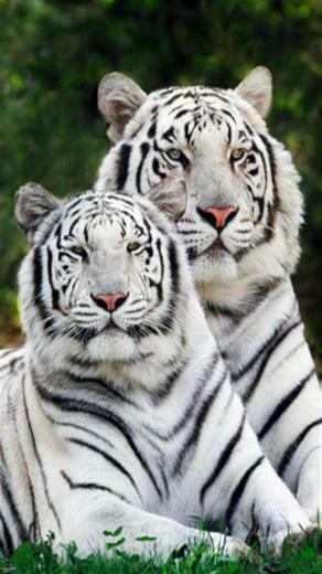 White Bengal Tigers Animal iPhone Wallpaper S 3g
