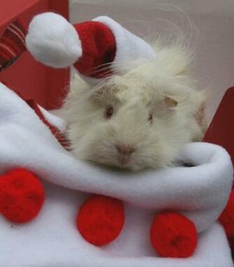 Christmas Stocking Guinea Pig Pigs