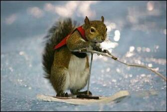 Funny Squirrels Wallpaper And Cute Animals