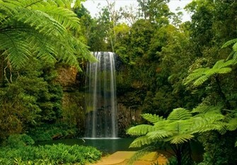 Wall Mural Wallpaper Nature Jungle Downfall Plant Photo Cm X