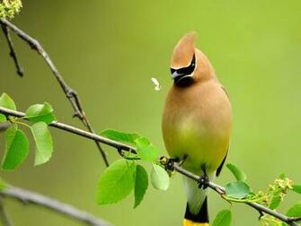 Gambar Burung Wallpaper HD Desktop Dp