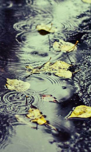 Elegant Windows Phone Autumn Wallpaper All About Natural Beauty