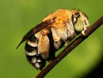 Honey Bee Wallpaper Nickwallpaper HD Desktop