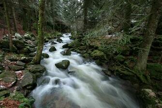 River Forest Rocks Wallpaper