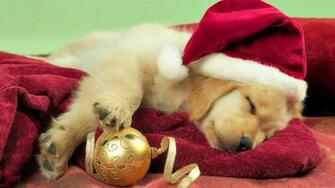 Puppy Christmas Wallpaper