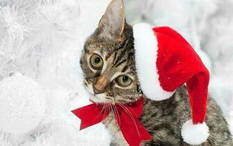 Category Holiday HD Wallpaper Subcategory Christmas