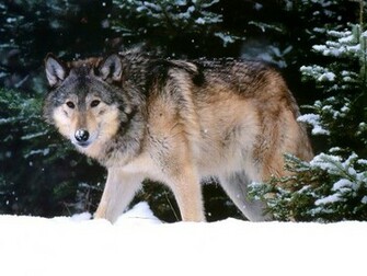 Wolf Screensaver Screensavers