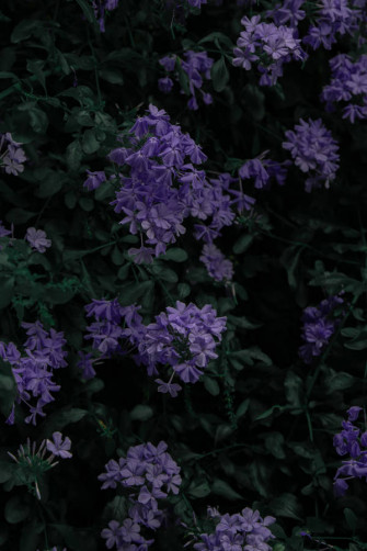 Purple Flowers Amazing Phone Wallpaper