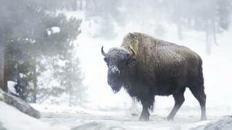 Excellent HD Bison Wallpaper HDwallsource