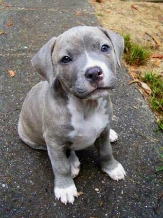 Baby Pitbulls