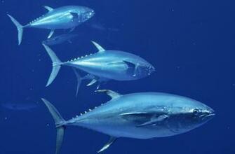 Tuna Computer Wallpaper Desktop Background