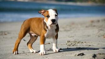 Pitbull Puppies Wallpaper HD Cool Hivewallpaper