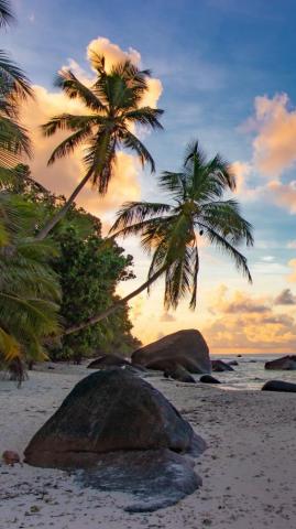 Wallpaper Beach Palm Trees Sea Nature