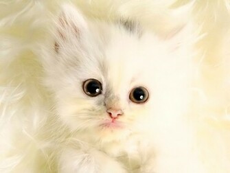 White Desktop Background Xp