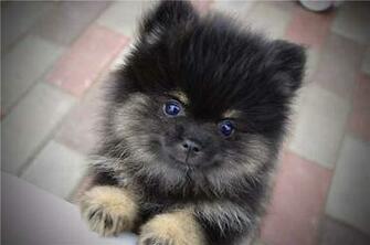 Cute Pomeranian By Blazingelysium