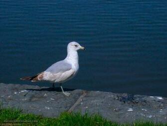 Wallpaper Sea Gull