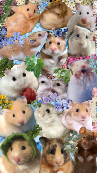 Hamsters Background Wallpaper Hamster Cute Precious