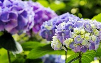 Purple Hydrangea Bush Wallpaper For Desktop Background