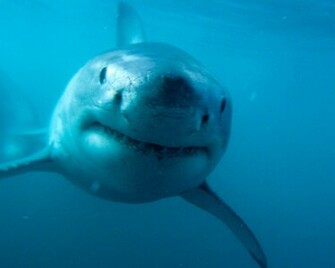 Great White Wallpaper HD And Pictures