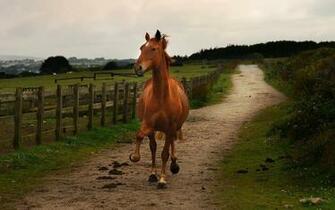 Horse Desktop Background