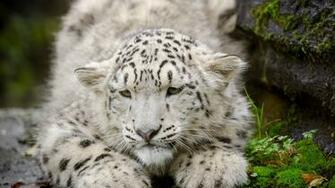 Snow Leopard Kitten Cat Cub Snout Wallpaper Photos Pictures